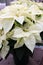 Large white leaves and tiny yellow flowers on potted poinsettia plants