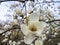 Large white magnolia flower with a yellow core. Small and thin brown spots and stripes begin to appear on the petals. Beautiful