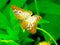 Large White Monarch Butterfly resting on a tiny flower