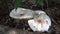 A large white mushroom