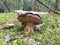 Large white mushroom in the forest