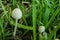 A large white mushroom together with a small mushroom surrounded by green leaves, concept of growth together.