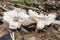 Large White Mushrooms Growing In Sawdust