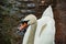 Large White Mute Swan on Reservoir Lake in Summer Shine Close Up Portrait