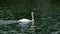 Large White Mute Swan on Reservoir Lake in Summer Shine Close Up Portrait