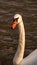 Large White Mute Swan on Reservoir Lake in Summer Shine Close Up Portrait