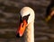 Large White Mute Swan on Reservoir Lake in Summer Shine Close Up Portrait