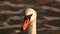 Large White Mute Swan on Reservoir Lake in Summer Shine Close Up Portrait