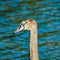 Large White Mute Swan on Reservoir Lake in Summer Shine Close Up Portrait