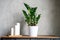 Large white new candles in a wooden stand and zamioculcas zamiifolia plant in white flower pot on the table against the gray concr