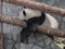 Large white panda sleeps on a tree branch
