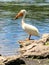 Large white pelican standing by water