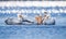 Large white pelicans gather together for fishing