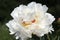 Large white peony on dark background