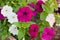 A Large white petunia also called a Nightshade growing in a pot in the uK