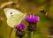 Large White / pieris brassicae