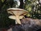 Large White Polypore Mushrooms Growing on a Stump