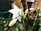 Large white rare orchid in the jungle