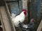 A large white rooster and a beautiful gray chicken are walking in the fresh air. Backyard private farm.
