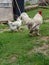 Large white rooster and a chicken