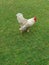 Large white rooster on grass