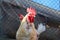 Large white rooster with red comb on its head looks into the camera