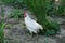 A large white rooster stands on gray earth