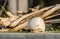 Large white sea shells glued to the ground in Leptokarya, Greece