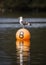 Large white seagull bird standing on bright orange buoy floating in lake with water reflection. Number 8 on the side