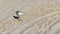 Large white seagull eating a fish on the beach shore sand