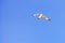 Large white seagull flies in blue clear sky, freedom in wildlife. Alone bird soars in sky Close-up. Copy space