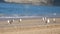 Large white seagulls on the sandy beach of the Atlantic Ocean in France