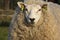 Large white sheep with black nose and a lot of soft curly hair forming her coat.