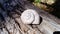 A large white shell of a forest snail. Seashell on a wooden background. Convex spiral with thin lines. Tree bark texture