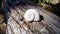 A large white shell of a forest snail. Seashell on a wooden background. Convex spiral with thin lines. Tree bark texture