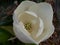 Large white Southern Magnolia bud opening up