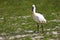 Large white spoonbill bird standing in grassland