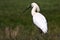 Large white spoonbill bird standing in grassland