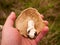 large white st george\'s mushroom in hand close up macro forage wild food