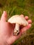 large white st george\'s mushroom in hand close up macro forage wild food