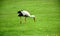 Large white stork closeup in green pasture. black flight feathers and wing coverts, red beak