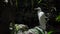 A large white stork stands in the forest in a habitat with green