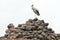 A large white stork stands on a pile of rocks. A nest for storks in the ruins of an old castle. The stork is a symbol of a free