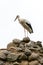 A large white stork stands on a pile of rocks. A nest for storks in the ruins of an old castle. The stork is a symbol of a free