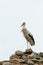 A large white stork stands on a pile of rocks. A nest for storks in the ruins of an old castle. The stork is a symbol of a free