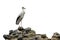 A large white stork stands on a pile of rocks. A nest for storks in the ruins of an old castle. The stork is a symbol of a free