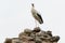 A large white stork stands on a pile of rocks with an open beak. A nest for storks in the ruins of an old castle. The stork is a