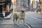 Large white stray dog on a city street.