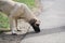 Large white stray homeless dog walks in the park, eats dogfood and waves its tail with joy.