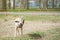 Large white stray homeless dog walks in the park, eats dogfood and waves its tail with joy.